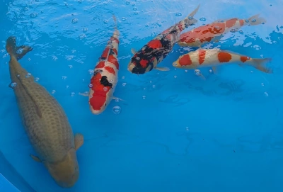 Prize winning koi